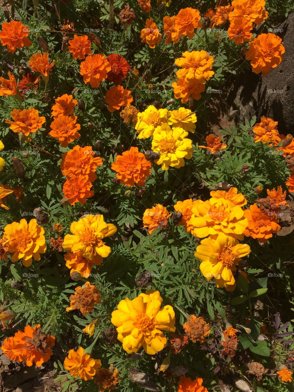 🌼#Flores do nosso #jardim, para alegrar e embelezar nosso dia!
#Jardinagem é nosso #hobby.
🌹
#flowers
#garden
#nature
#garden