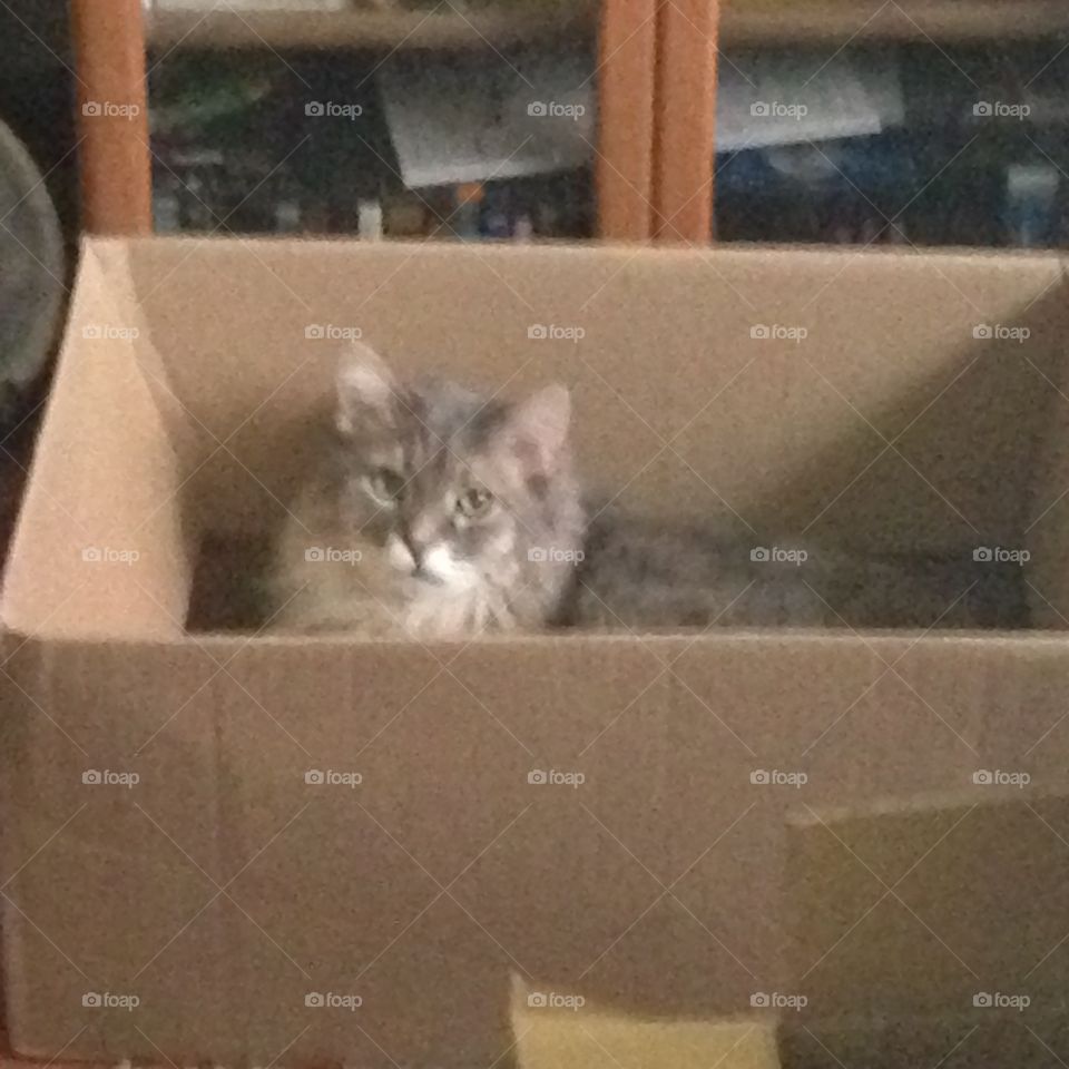 Cat in a Box