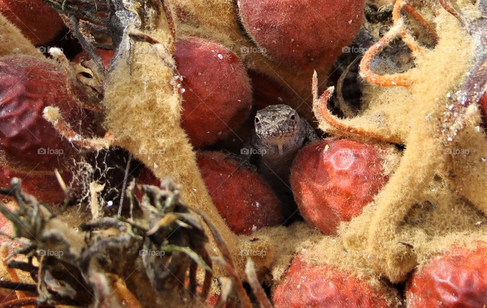 Paleolithic-looking lizard hiding between king sego palm tree’s seeds during bloom