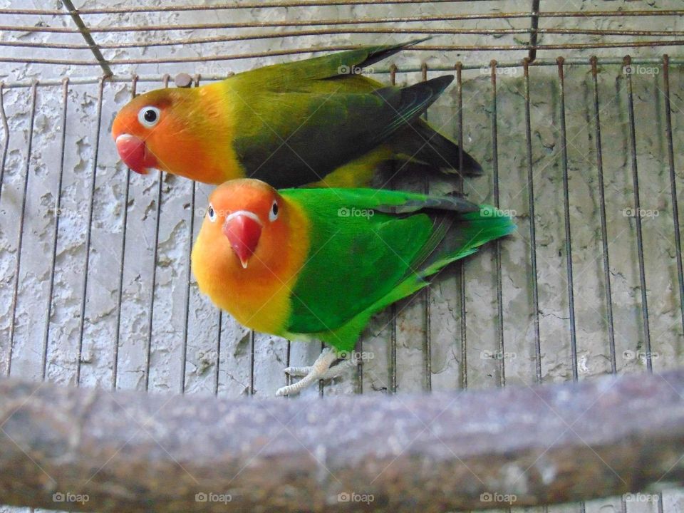 lovebirds