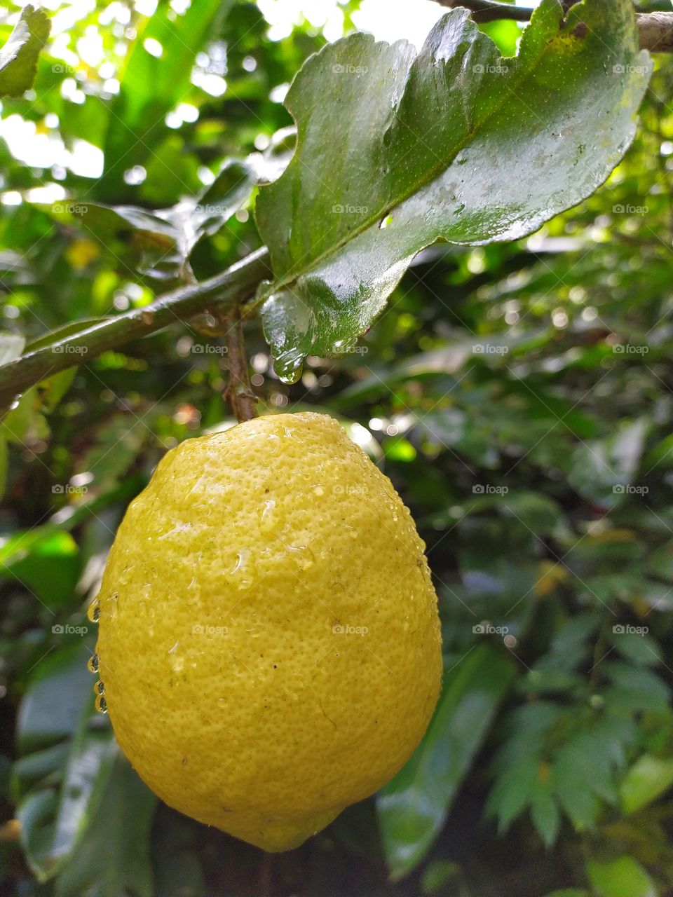 a sicilian lemon in a rainy day in the garden