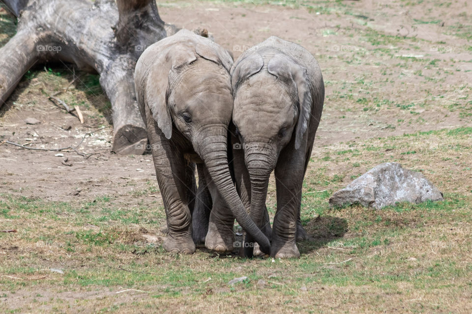 Best friends , two baby elephants , bästa vänner, två elefantungar 