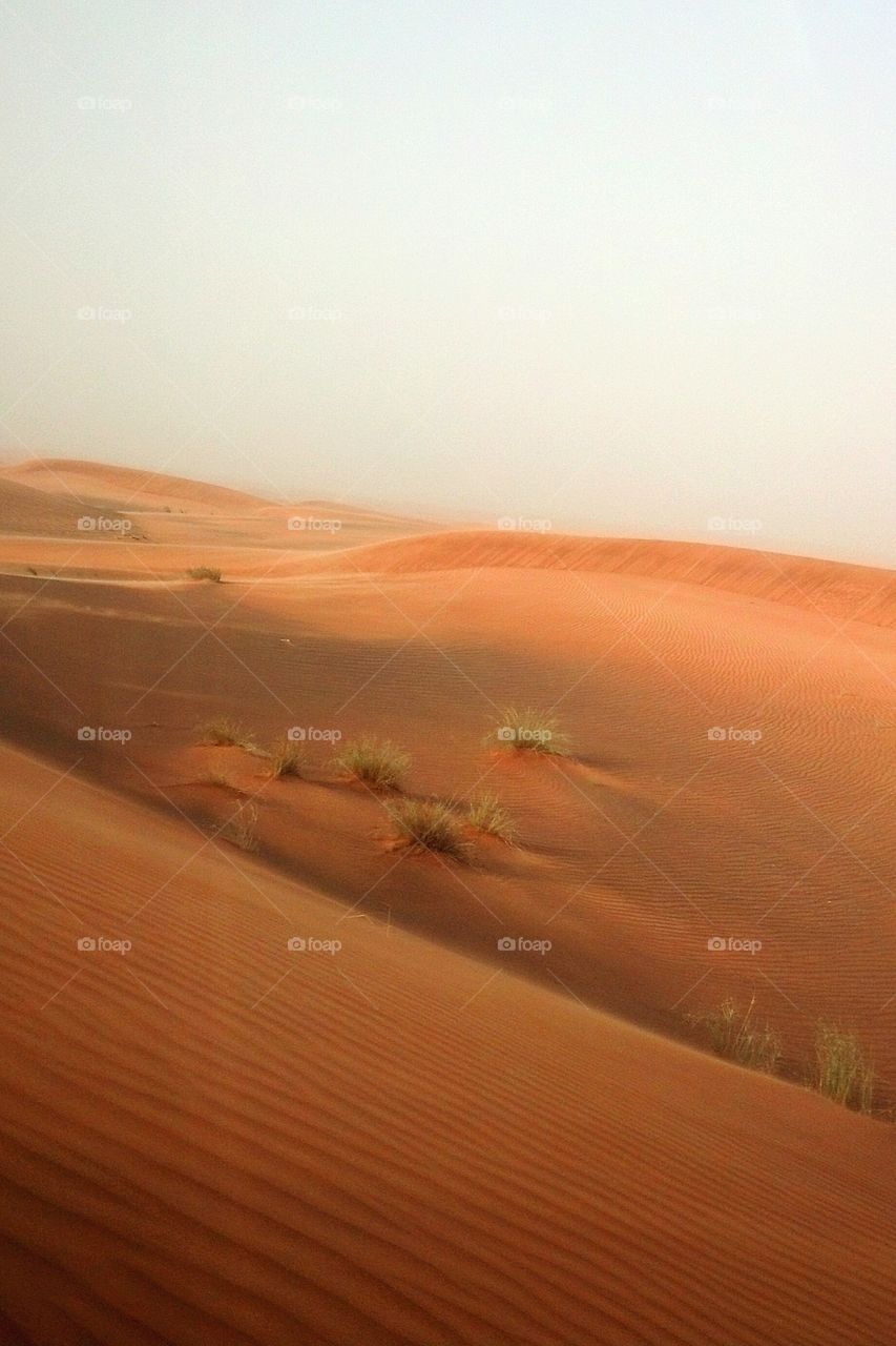Sand dunes, United Arab Emirates.