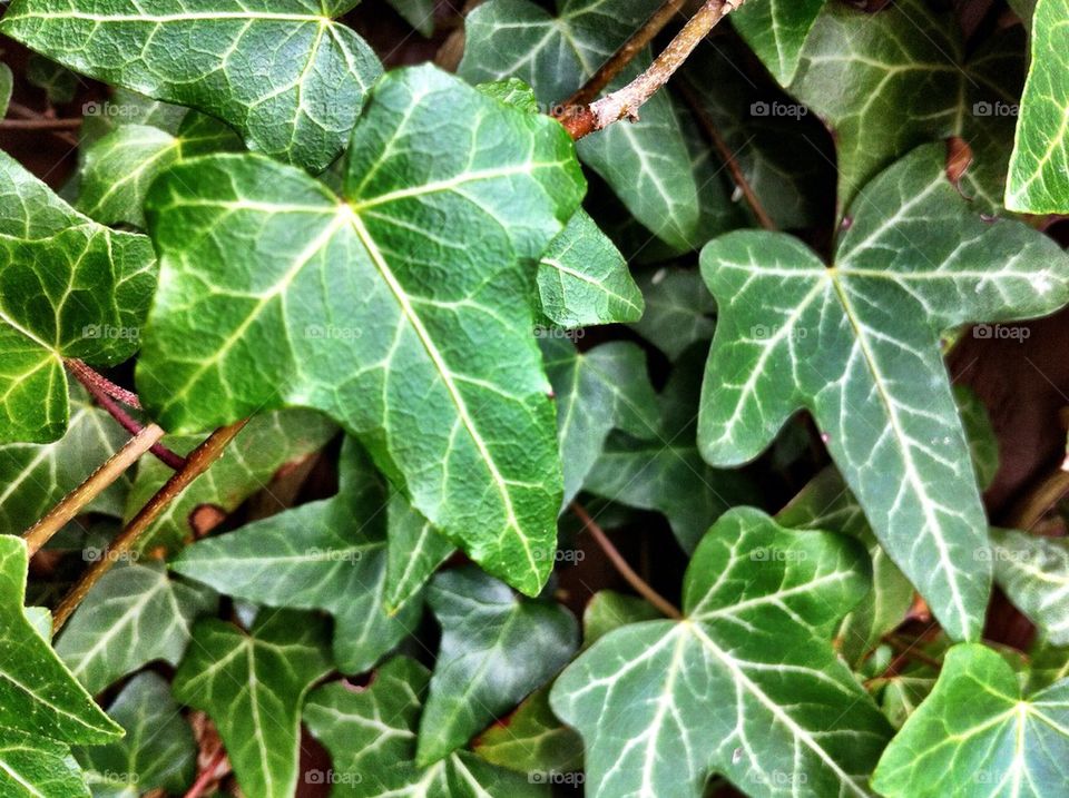 Branches of climbing ivy.