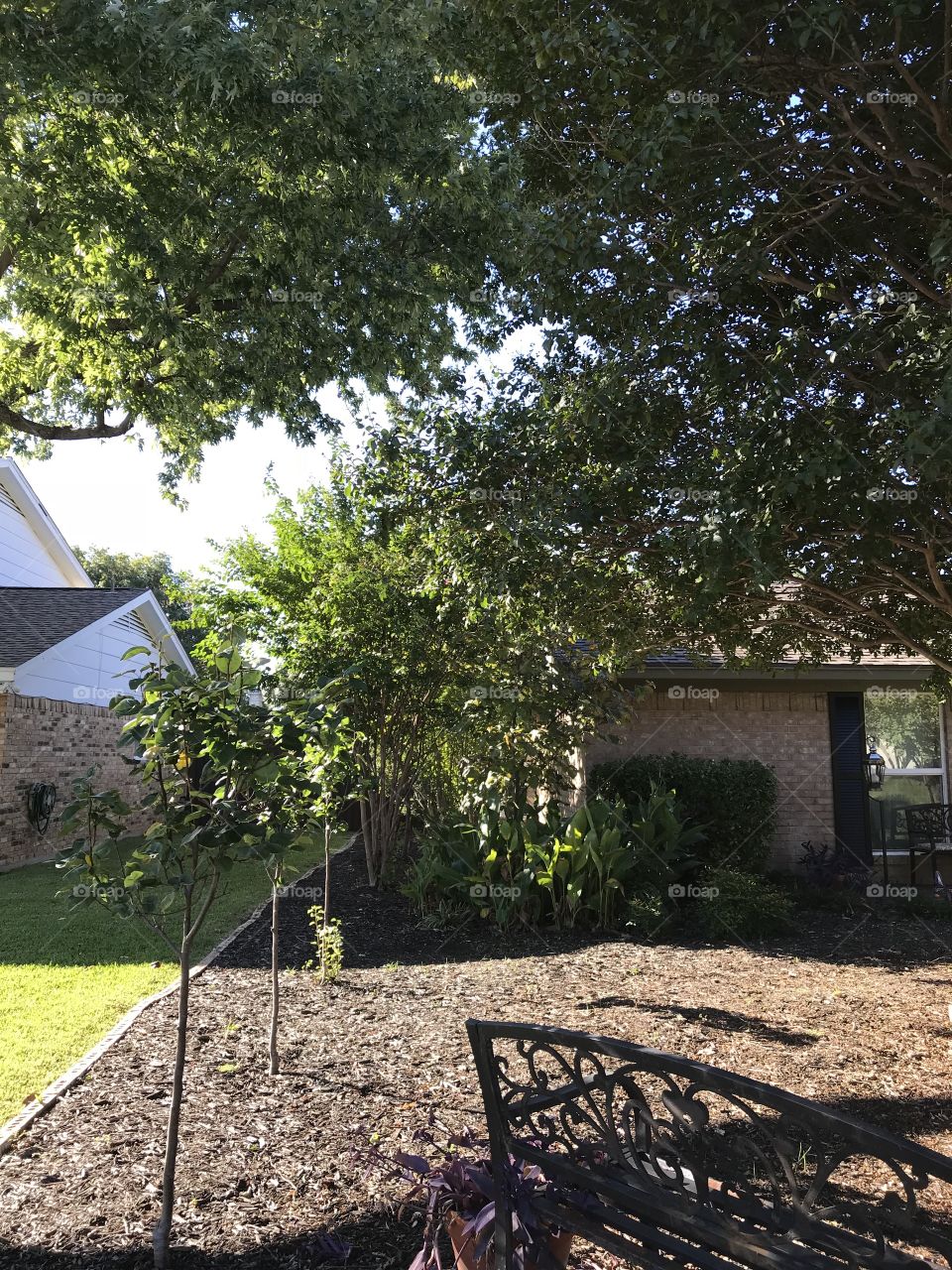 My water efficient Texas yard 