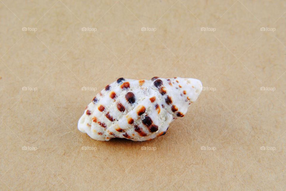 Seashell isolated background