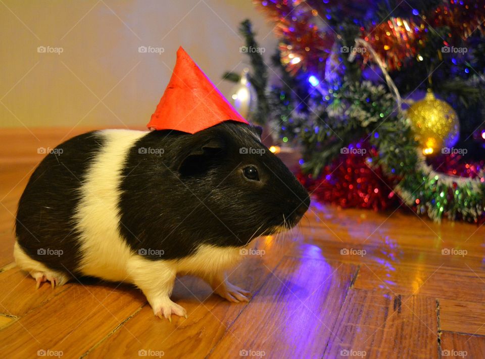 Close-up of guinea pig wearing  hat