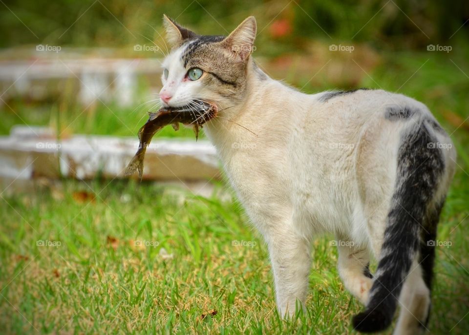 gato com seu peixe na boca