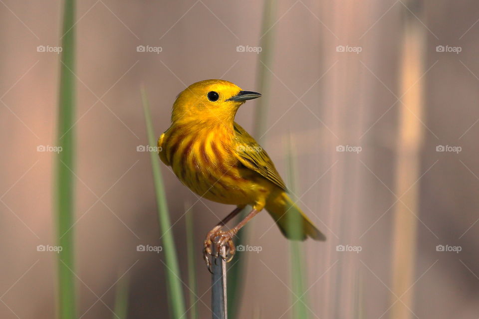 yellow warbler