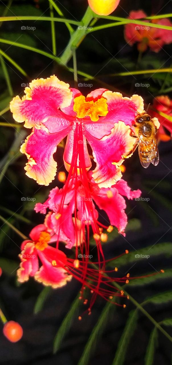bee on flower