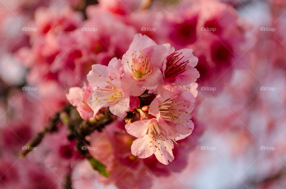 cherry blossom