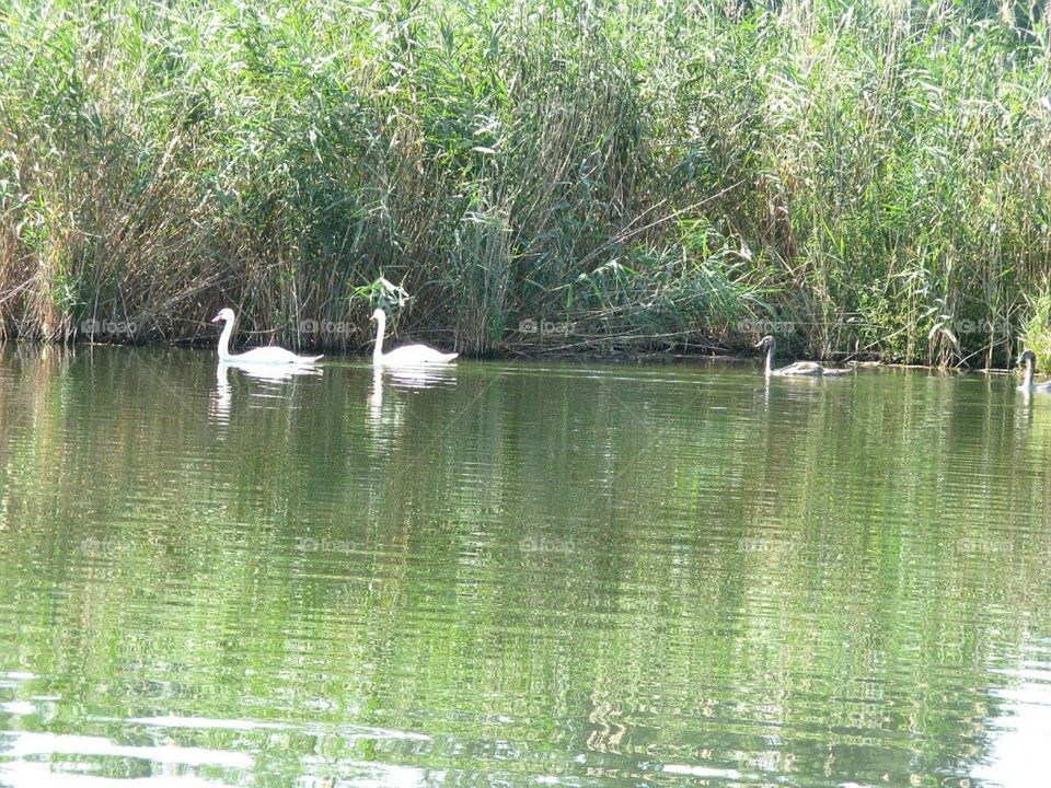 Лебеди красивая и гордая птица