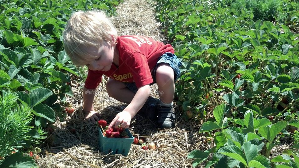 Little Strawberry Picker