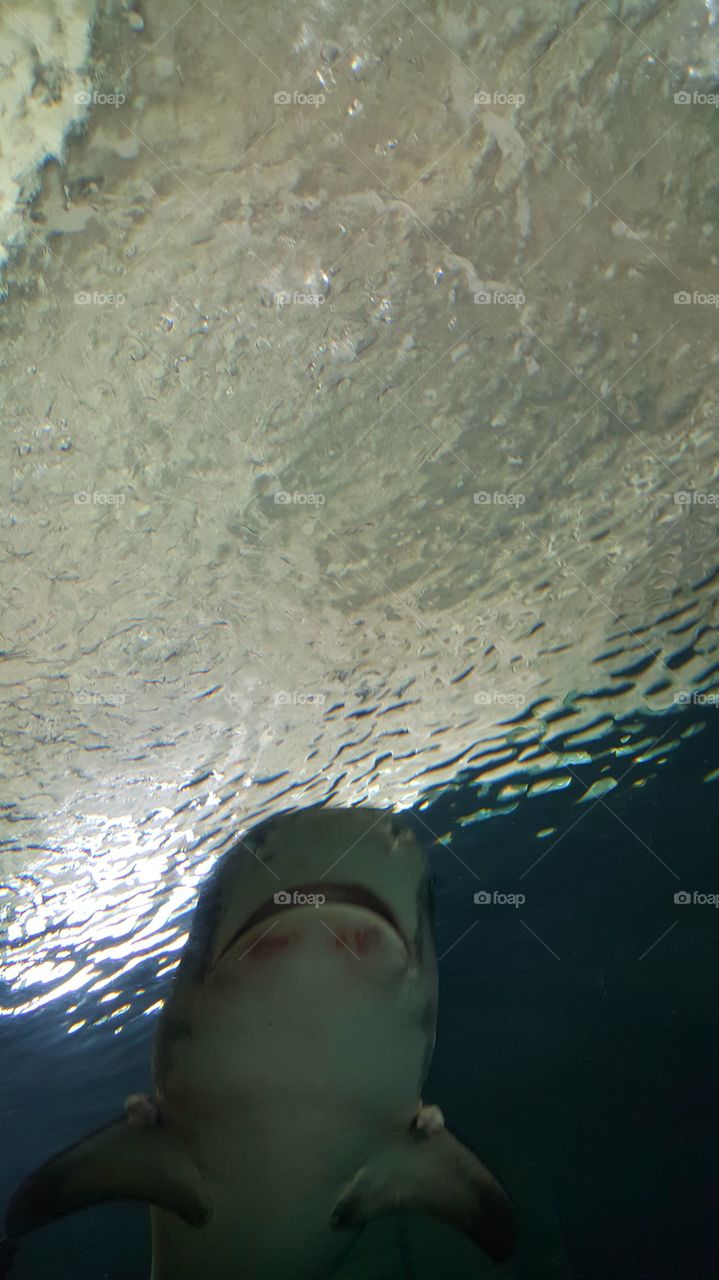 crazy things i done swim with shark's alone in mexico ocean