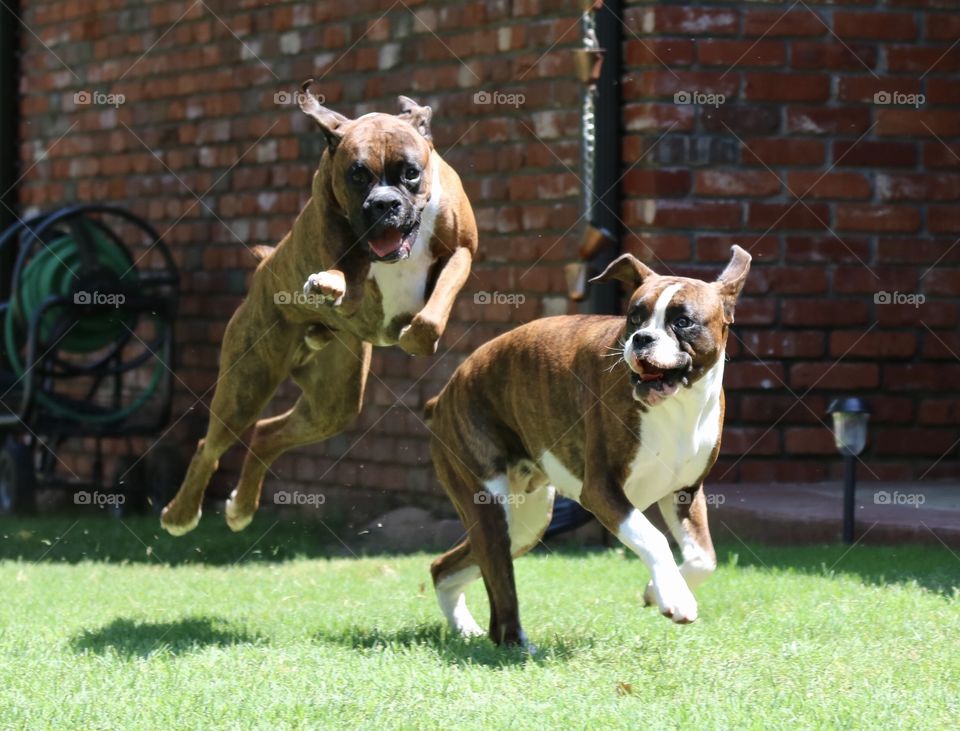 Boxers playing 