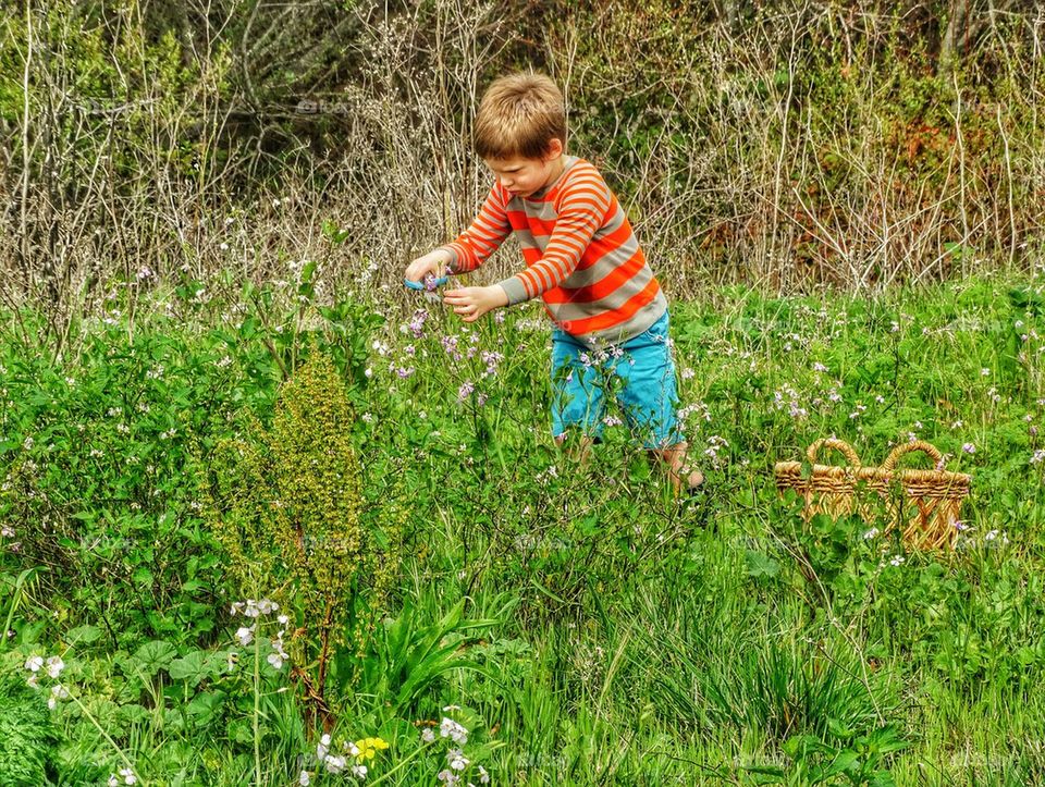 Young Boy Picks Flowers In A Meadow