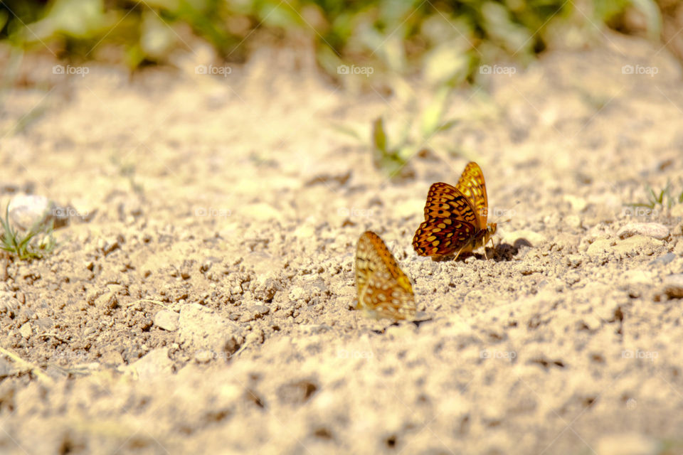 Butterflies Ready for Takeoff