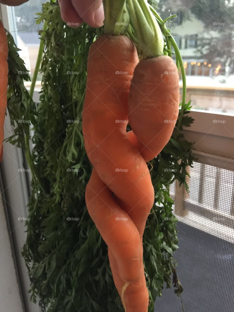 Carrot love!