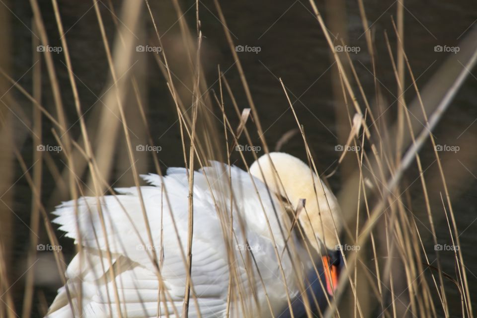 close up of a white swan