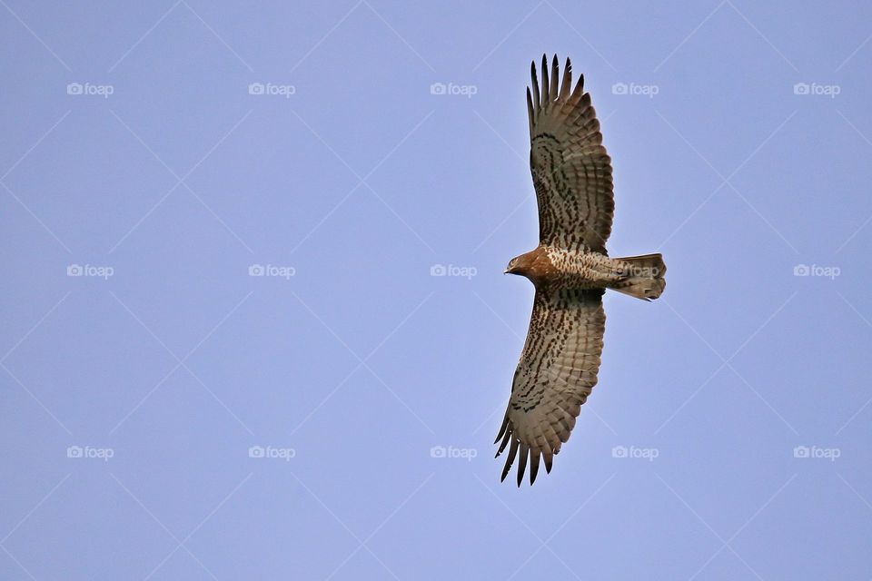 Short-toed snake eagle flying in sky