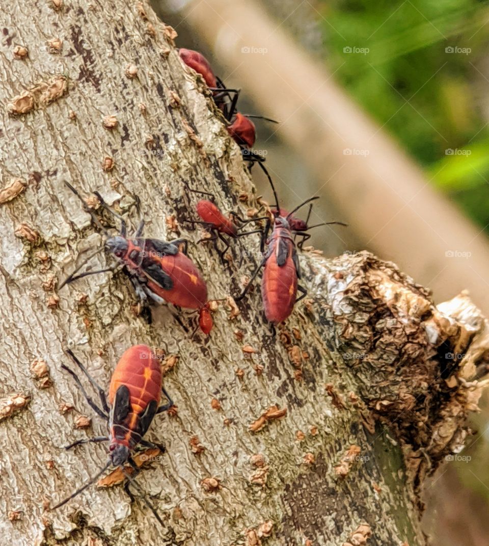 elder beetles