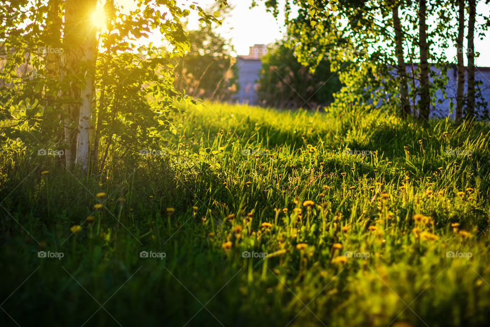 Sunset in park