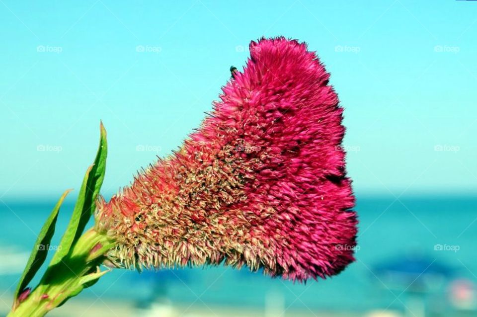 Beautiful pink flower