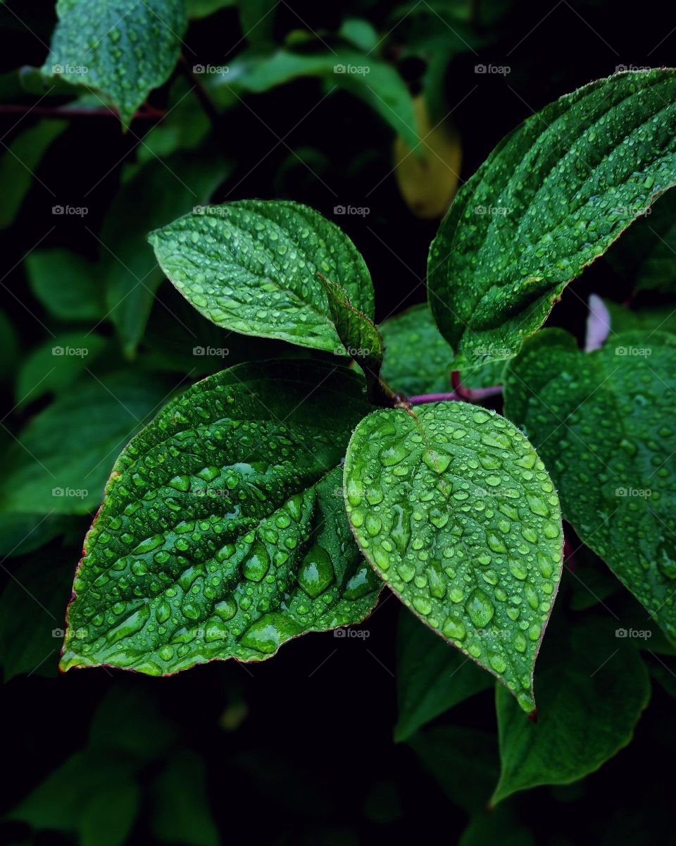 mint leaves