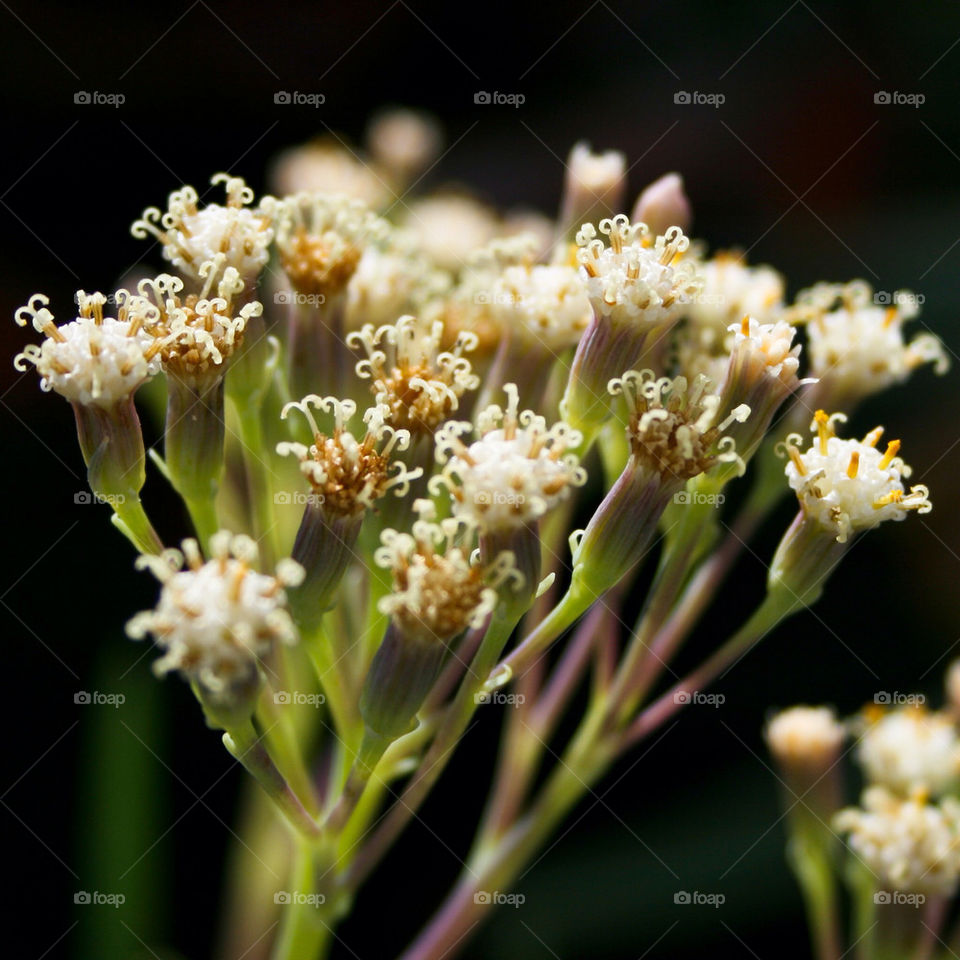 flower macro blossom detail by majamaki