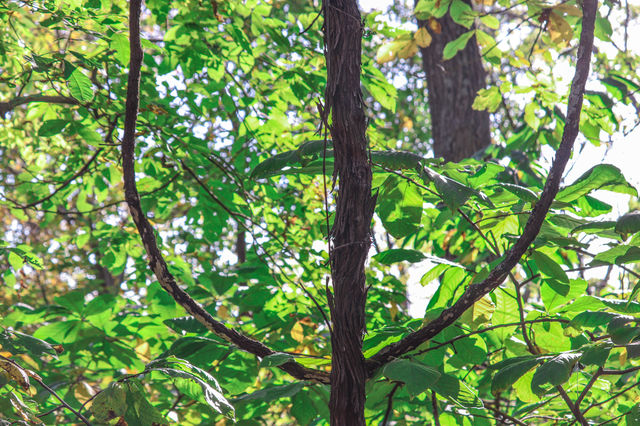 odd tree and vines