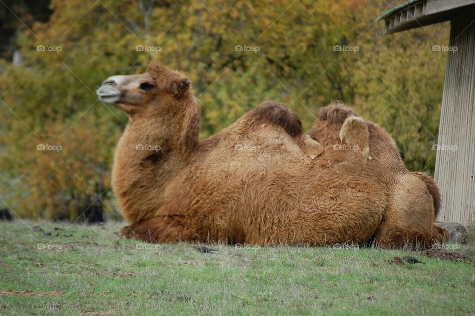 Lazy camel