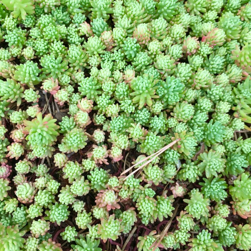 Green succulents