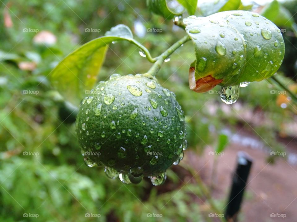 Unripe Clementine in the Rain