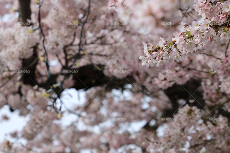 Cherry blossoms 