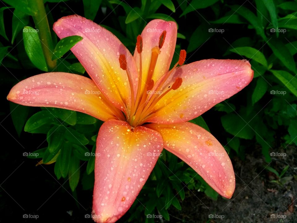lilies are so gorgeous