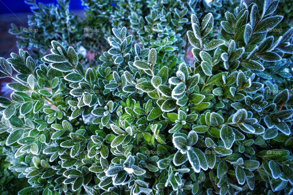background texture frozen plants