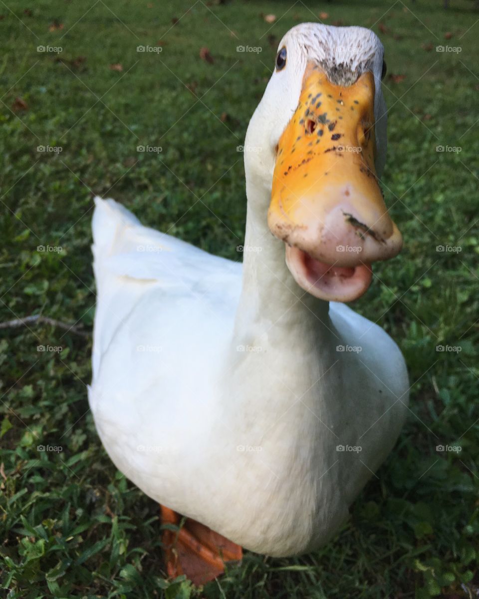 Duck 