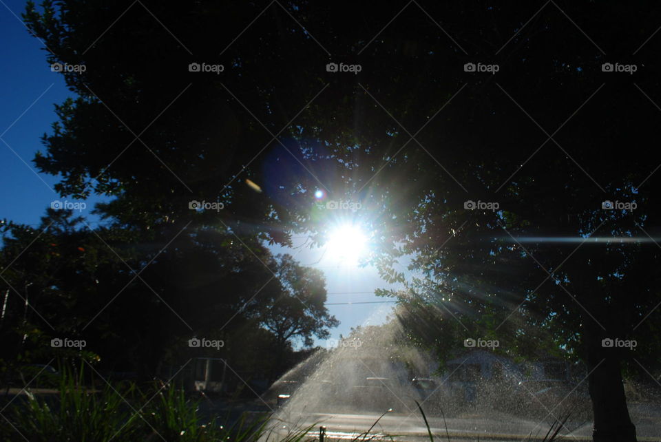 Sun rays through a tree