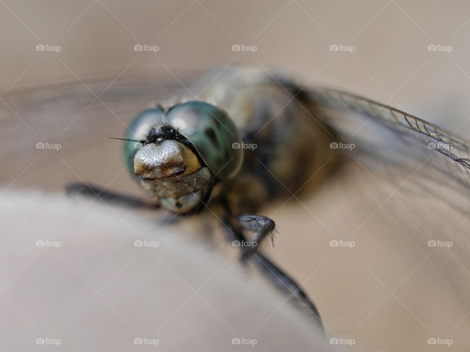 Dragonfly