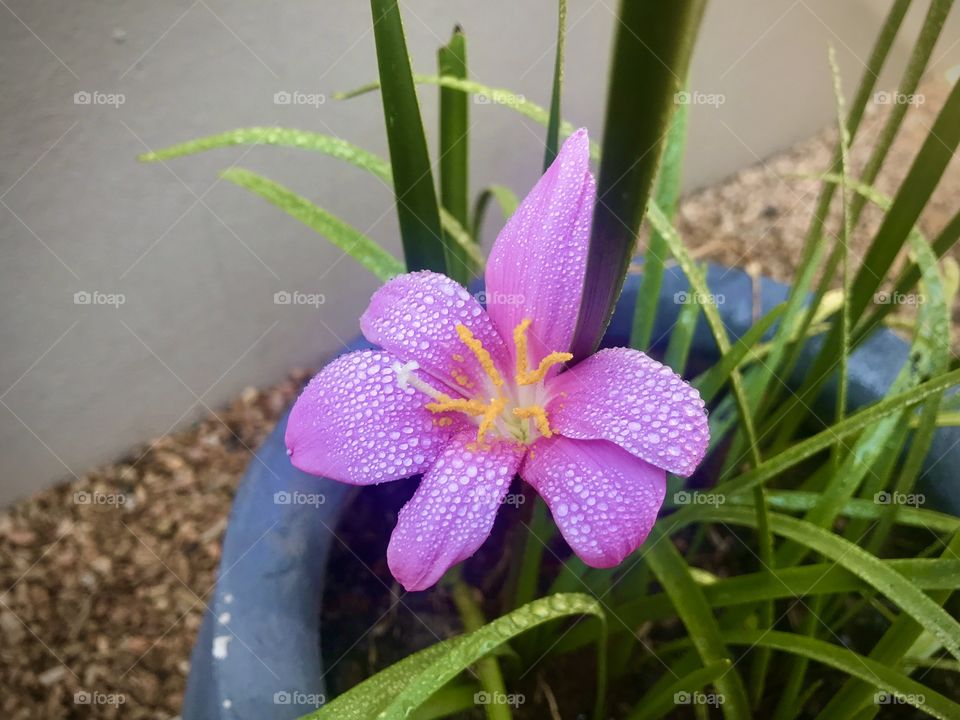 Rain lily 
