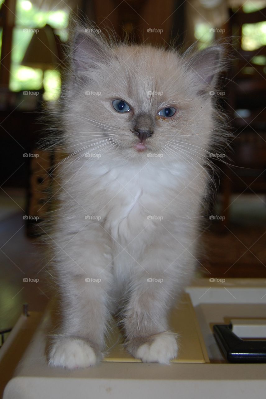 Ragdoll cat