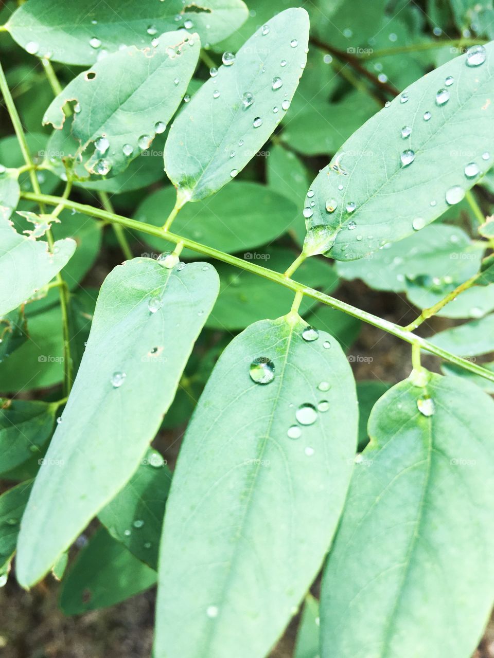 The rain drops on green leaves closeup. 