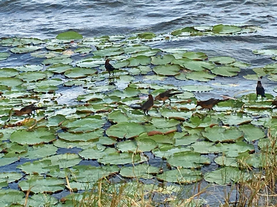Birds walking on lily pads