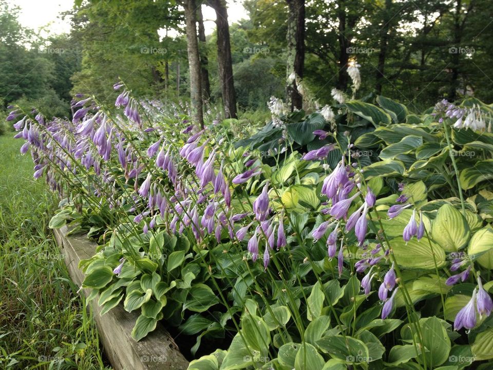 Hosta