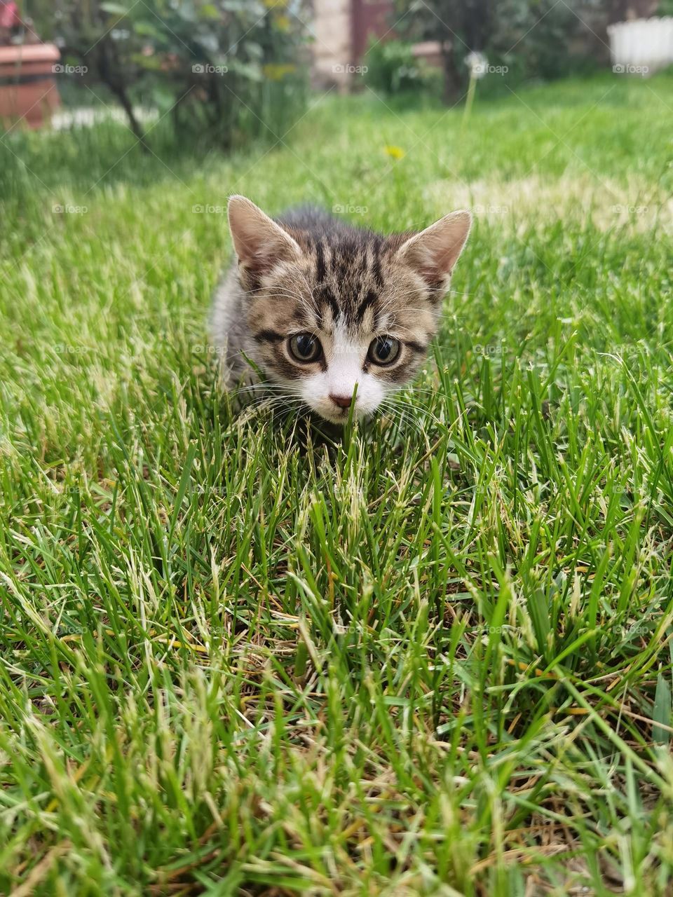 Cat stares. Little kitty stares at something in the grass