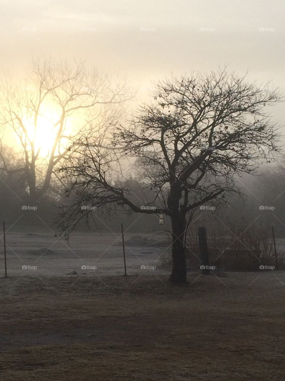 Early morning fog.