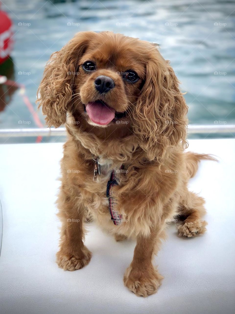 Happy Ruby Cavalier King Charles Spaniel dog