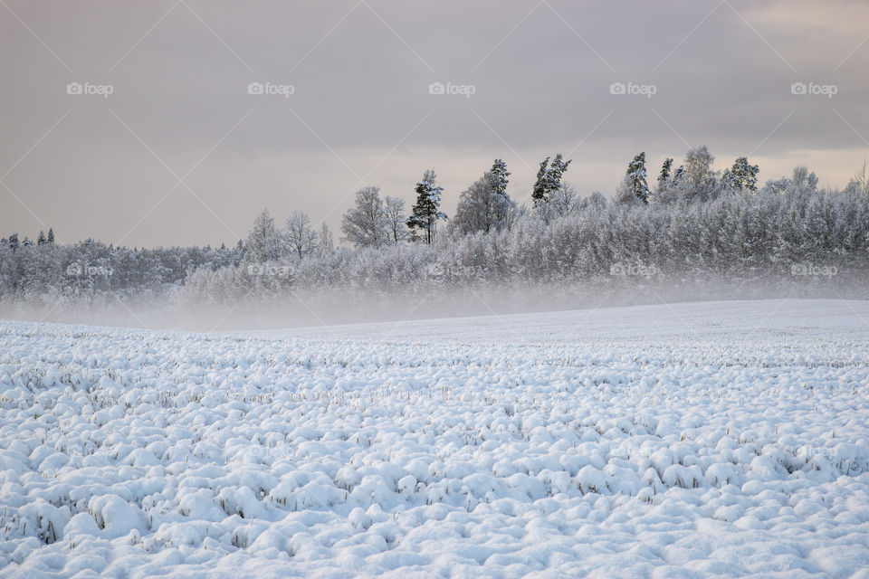 Snow. Winter. Landscape.