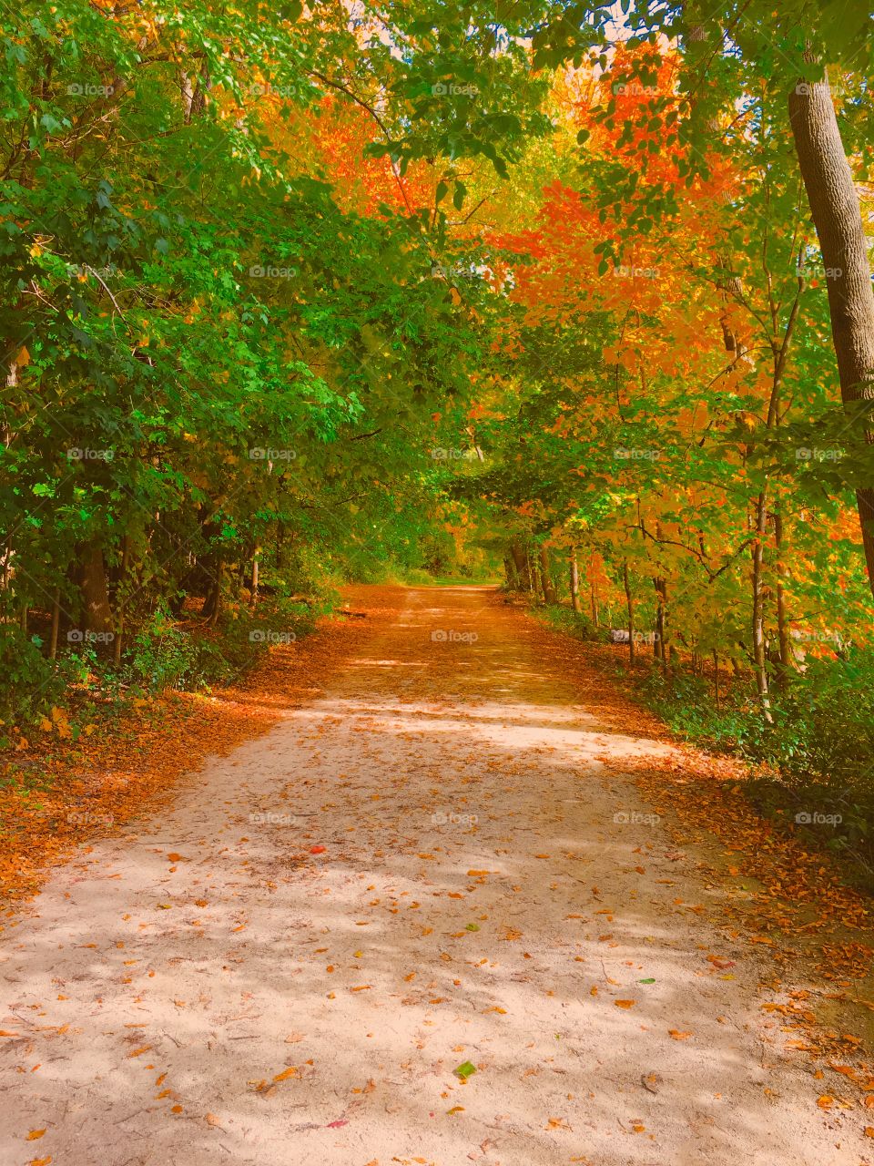 Fall Trail