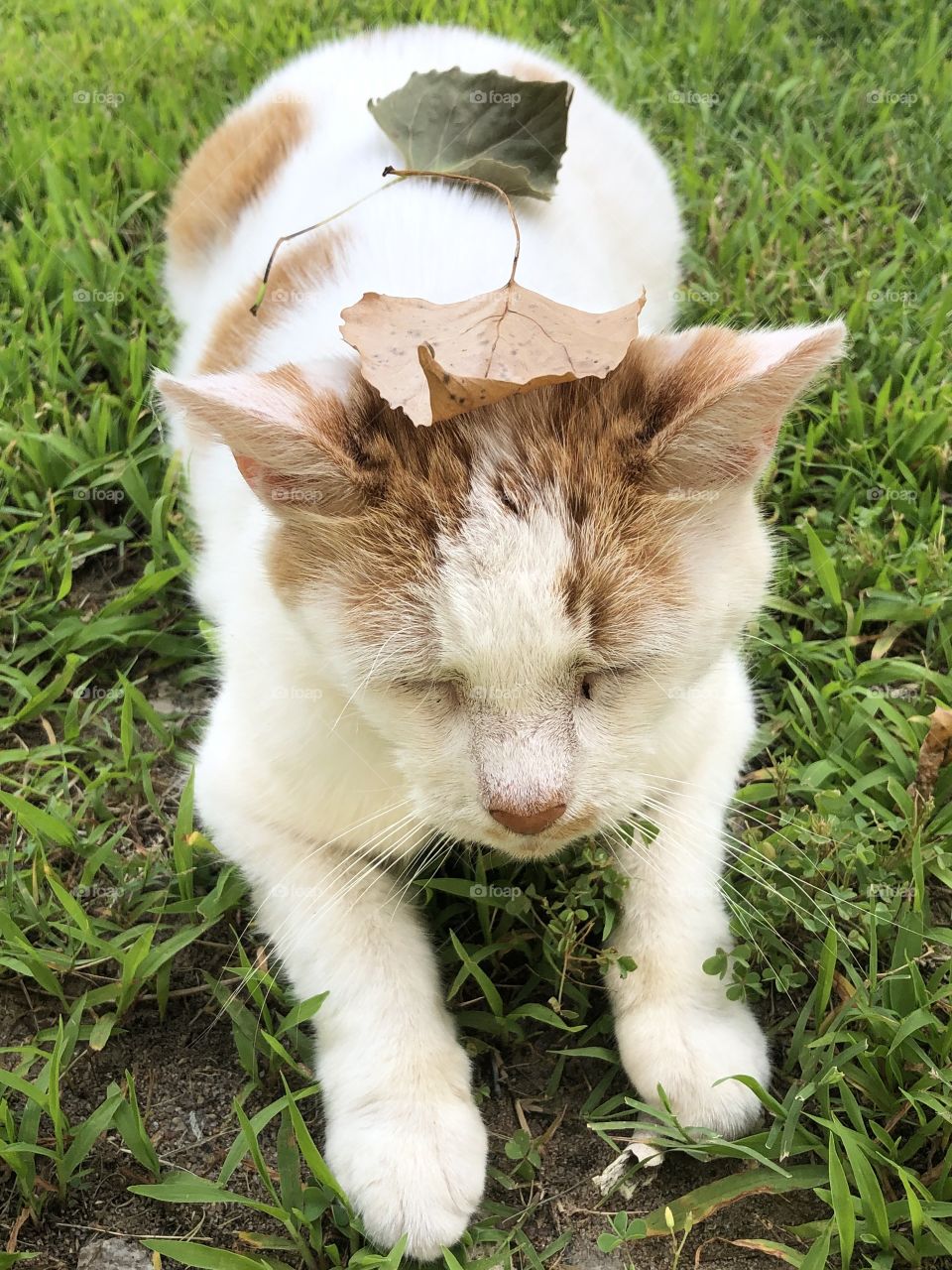 Moggie in grass